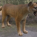 Modern Florida Cougar Animal Creatures 3d model