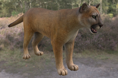 Modern Florida Cougar Animal Creatures 3d model