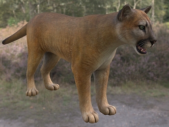 Modern Florida Cougar Animal Creatures 3d model