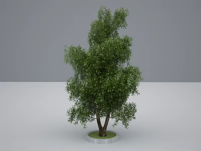 Lush Green Tree With Double Trunks On White Circular Base Indoor 3d model