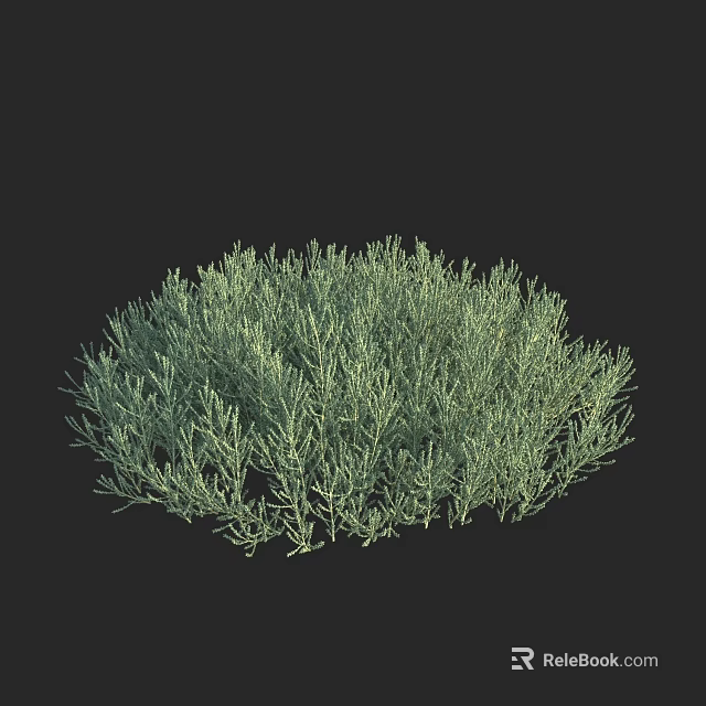 3D Rendered Green Bushy Plant With Rounded Shape And Dense Thin Leaves On Black Background 3d model 