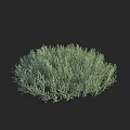 3D Rendered Green Bushy Plant With Rounded Shape And Dense Thin Leaves On Black Background