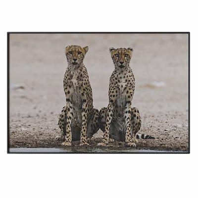 Two Cheetahs Sitting On Sandy Ground Near Waterhole In Natural Habitat 3d model
