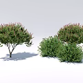 Diverse Ground Cover Plants with Shrub Like Growth and Green Purple Foliage for Landscaping