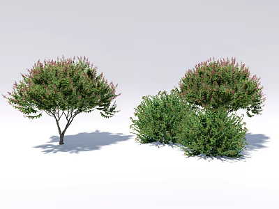 Diverse Ground Cover Plants with Shrub Like Growth and Green Purple Foliage for Landscaping 3d model