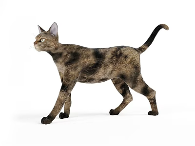 Brown And Black Patterned Reptile Standing On White Background Surface 3d model