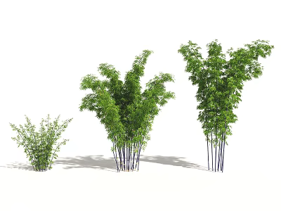 Bamboo Plants of Various Sizes Featuring Green Leaves and Dark Stems 3d model