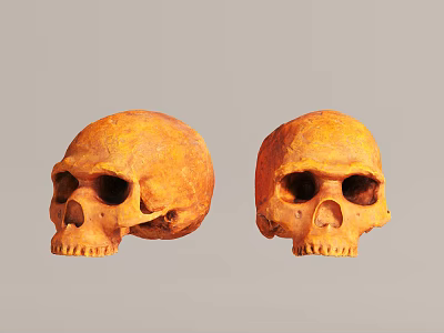 Two Textured Ancient Human Skulls Displayed On Gray Background For Study 3d model