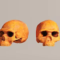 Two Textured Ancient Human Skulls Displayed On Gray Background For Study 3d model