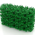 Lush Evergreen Bush With Dense Vibrant Green Foliage For Garden Landscaping