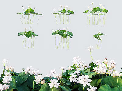 Aquatic Plants With White Blooming Flowers Green Lotus Leaves And Long Stems 3d model