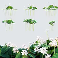Aquatic Plants With White Blooming Flowers Green Lotus Leaves And Long Stems