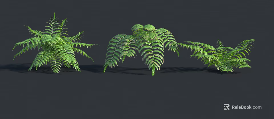 Lush Green Ferns With Fresh Feathery Fronds Against Dark Background 3d model 