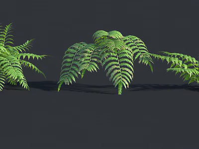 Lush Green Ferns With Fresh Feathery Fronds Against Dark Background 3d model