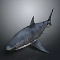 Realistic 3D Model of Grey Shark with Sharp Fins and Sleek Body