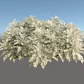 Lush Silver Gray Shrub With Feathery Leaves And Dense Foliage Growth