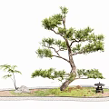 New Chinese Style Courtyard Scrib Pine Tree Lohan Pine Welcome Pine Landscape Tree Model Tree Ornamental Tree Landscape Scrib Stone End Scene 3d model