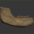 Ancient Mandible Fossil Exhibiting Preserved Teeth And Textured Brown Surface