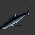 Realistic Gray Shark 3D Model With Open Mouth On Black Background