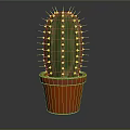 Green Cactus Plant With Sharp Spines In Orange Terracotta Pot On Gray Background