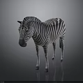 Zebra With Black And White Stripes Standing On Dark Background With Reflection
