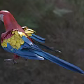 Vibrant Red Parrot With Yellow And Blue Wings Standing On Green Grass