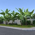 Rural Landscape With Lush Banana Trees Green Grass And Stone Wall Under Clear Blue Sky