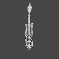Complete Animal Skeleton Structure in Standing Posture with Gray Background