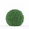 Round Green Decorative Garden Bush With Silhouette Person Standing Beside