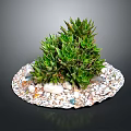 Green Leafy Succulent Plants On Circular White Pebble Base With Small Stones And Colorful Pebbles