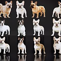Multiple French Bulldogs In Various Colors Standing On Black Background With Reflections
