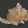 Detailed Animal Skin Organ With Thick Fur Hair And Natural Texture