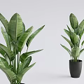 Potted Plants With Large Green Leaves In Black Pots For Indoor Decoration
