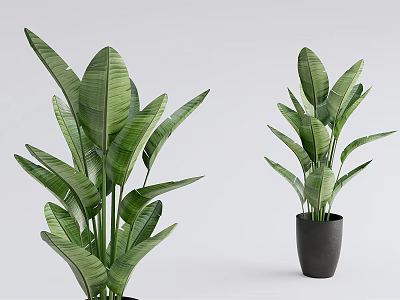 Potted Plants With Large Green Leaves In Black Pots For Indoor Decoration 3d model