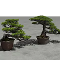 Artistic Bonsai Trees with Curved Branches Green Foliage in Dark Pots on Gray Ground