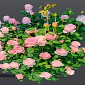 Beautiful Pink and Light Pink Roses Growing in Lush Green Leafy Bush