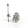 Tall And Short Trees With Green Leaves And Brown Trunks On White Background