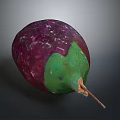 Anatomical Organ Structure Featuring Hair Follicles Purple Green And Brown Tissues