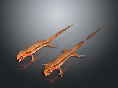 Three Orange And Brown Lizards On Dark Background With Reflections 3d model