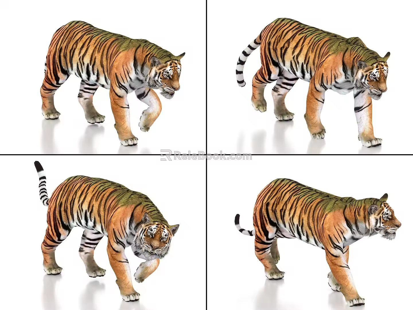 Tiger with binding and walking animation northeast tiger hunan tiger king 3d model