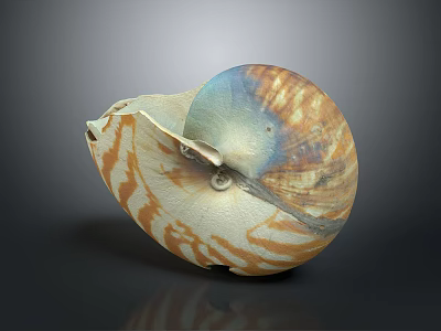 Beautiful Flying Animal With Brown And White Striped Wings And Shiny Surface 3d model
