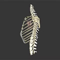Detailed Human Anatomy Model Displaying Internal Organs And Hair Structure For Education