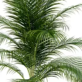 Potted Palm Plant with Lush Green Fronds in Black Square Planter