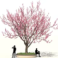 Tall Tree With Pink Blossoms And Two People Standing And Sitting On Circular Grass Base