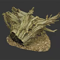 Lush Green Plants Growing On Weathered Driftwood With Natural Gravel Base