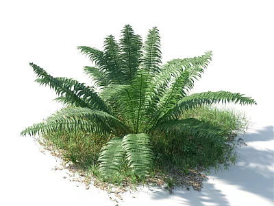 Fern Bush with Lush Green Fronds Surrounded by Grass and Fallen Leaves in Natural Setting 3d model