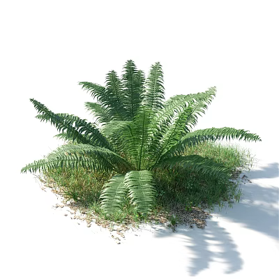 Fern Bush with Lush Green Fronds Surrounded by Grass and Fallen Leaves in Natural Setting 3d model