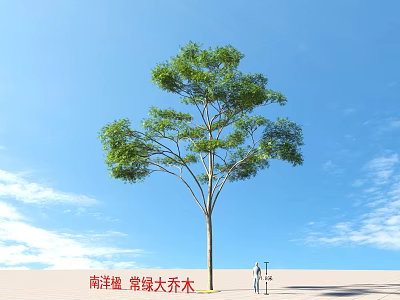 Molucca Albizia Evergreen Large Tree Under Blue Sky With Sandy Ground And Person For Scale 3d model