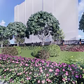 Scenic Park Landscape With Cherry Blossom Trees Jogger Green Path And Lush Plants