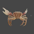Realistic Brown Crab With Large Claws On Gray Background